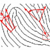 A Minutia Matching Algorithm in Fingerprint Verification