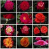 A new palette histogram similarity measure for mpeg-7 dominant color descriptor