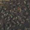 A Rao-Blackwellized Particle Filter for EigenTracking