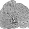 Covariance-Driven Mosaic Formation from Sparsely-Overlapping Image Sets with Application to Retinal Image Mosaicing