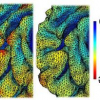 Diffusion Smoothing on Brain Surface via Finite Element Method