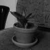 Euclidean Reconstruction and Auto-Calibration from Continuous Motion