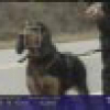 Face Detection for Pseudo-Semantic Labeling in Video Databases