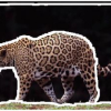 Hierarchical segmentation via a diffusion scheme in color/texture feature space