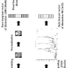 Improving Face Verification Using Skin Color Information
