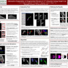 Interactive Separation of Segmented Bones in CT Volumes Using Graph Cut