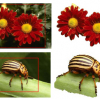 Joint optimization of segmentation and appearance models