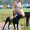 Object categorization using co-occurrence, location and appearance