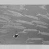 Particle Filtering for Geometric Active Contours with Application to Tracking Moving and Deforming Objects