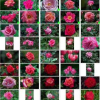 Precision-Oriented Active Selection for Interactive Image Retrieval