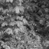 Riemannian Analysis of Probability Density Functions with Applications in Vision