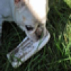 Tag-based Web Photo Retrieval Improved by Batch Mode Re-Tagging