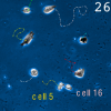 Tracking of Cell Populations to Understand their Spatio-Temporal Behavior in Response to Physical Stimuli