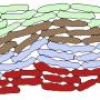 Tracking of cells in a sequence of images using a low-dimension image representation