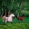 Visual features with semantic combination using Bayesian network for a more effective image retrieval